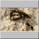 Bembidion cf tetracolum - Laufkaefer 01b 5mm.jpg